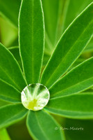 Raindrop on Arctic Lupine - Turnigan Pass, Alaska