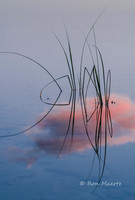 Reflected Cloud Enshrouded Reeds at Sunset - Little Redfish Lake, ID