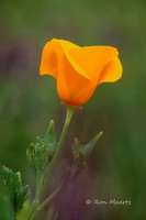 California Poppy - Bear Valley, Colusa Co., CA