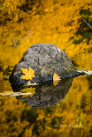 Maple Leaf and Reflections - Merced River, Yosemite N.P.