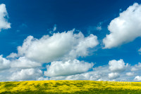 Mustard Sky - Colusa Co., CA