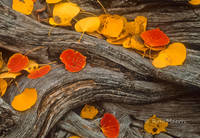 Aspens on Log - Mountains of Nevada