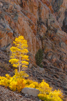 Lone Aspen, Bishop Creek Canyon - Eastern Sierra