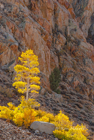 Lone Aspen, Bishop Creek Canyon - Eastern Sierra