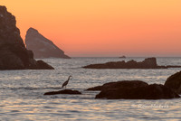 Heron at Sunset - Oregon Coast