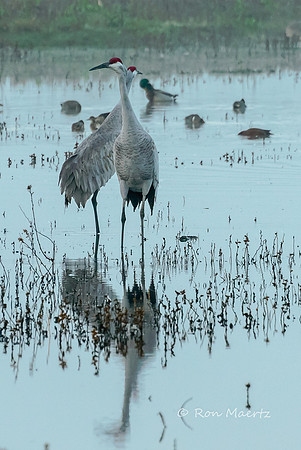 Sandhill Cranes - Cosumnes Preserve, Sacramento, CA