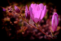 Waxy Checkerbloom - Highland Lakes, CA
