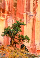 Utah Juniper - Grand Wash - Capitol Reef N.P.
