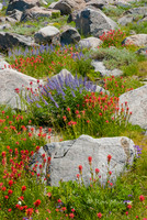 Paintbrush and Lupines - Elephant Back, Carson Pass, CA
